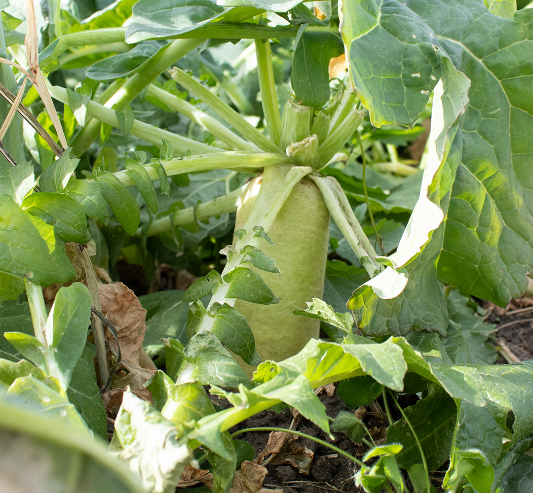 Radishes