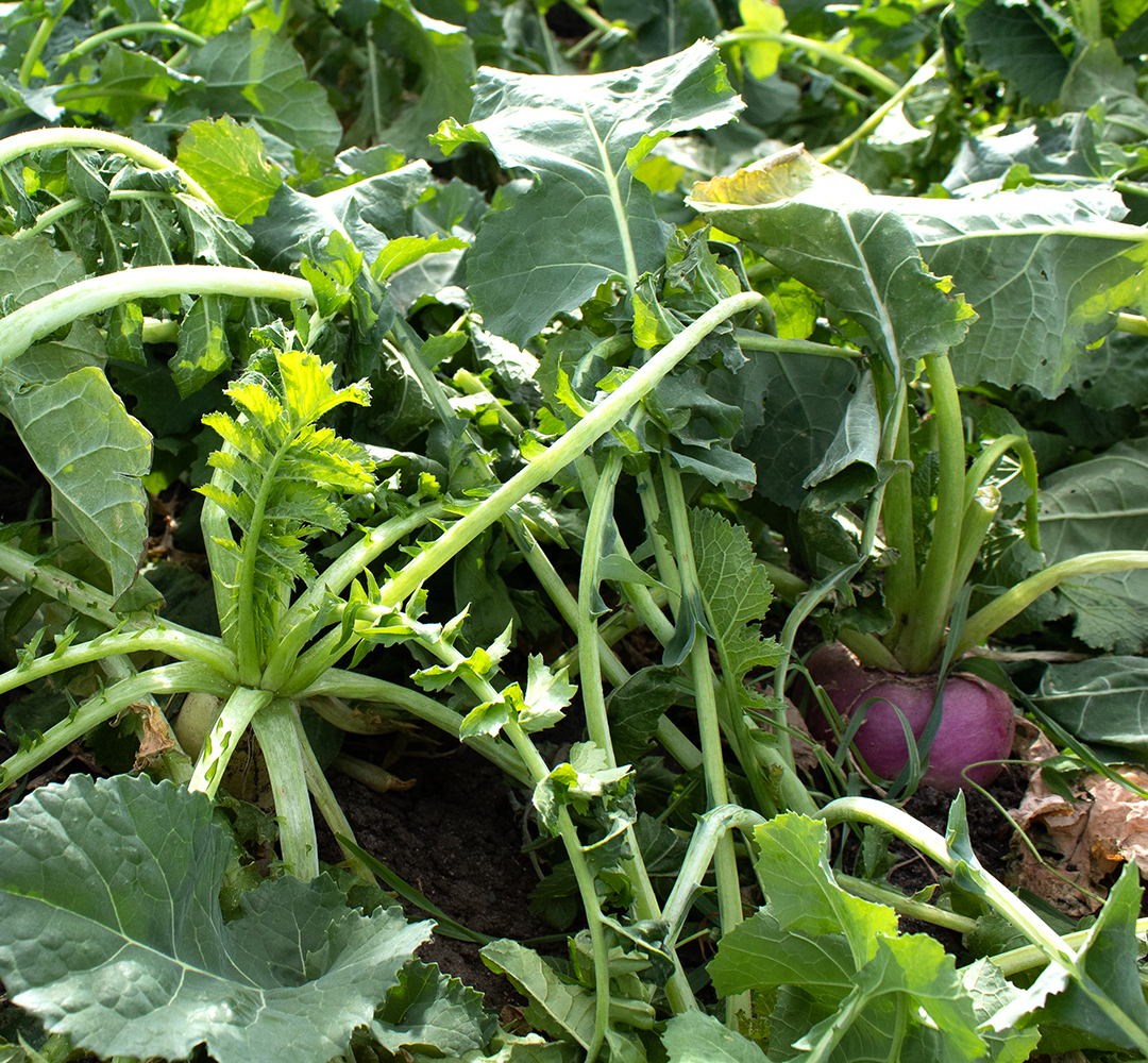 Radishes