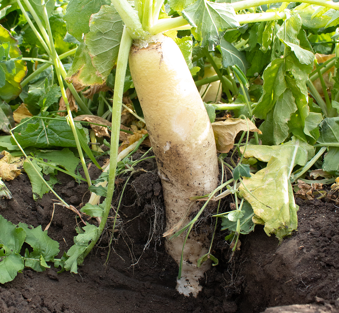 Radishes