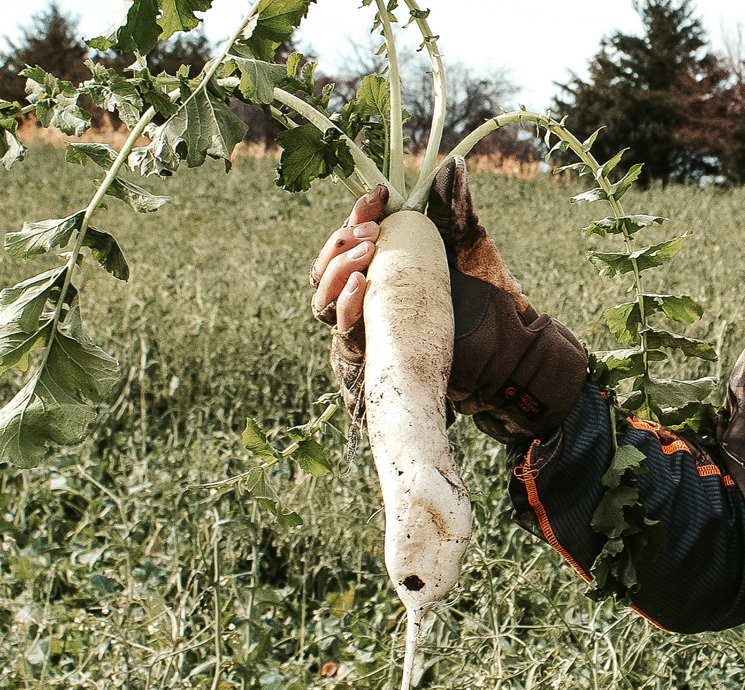 Radishes