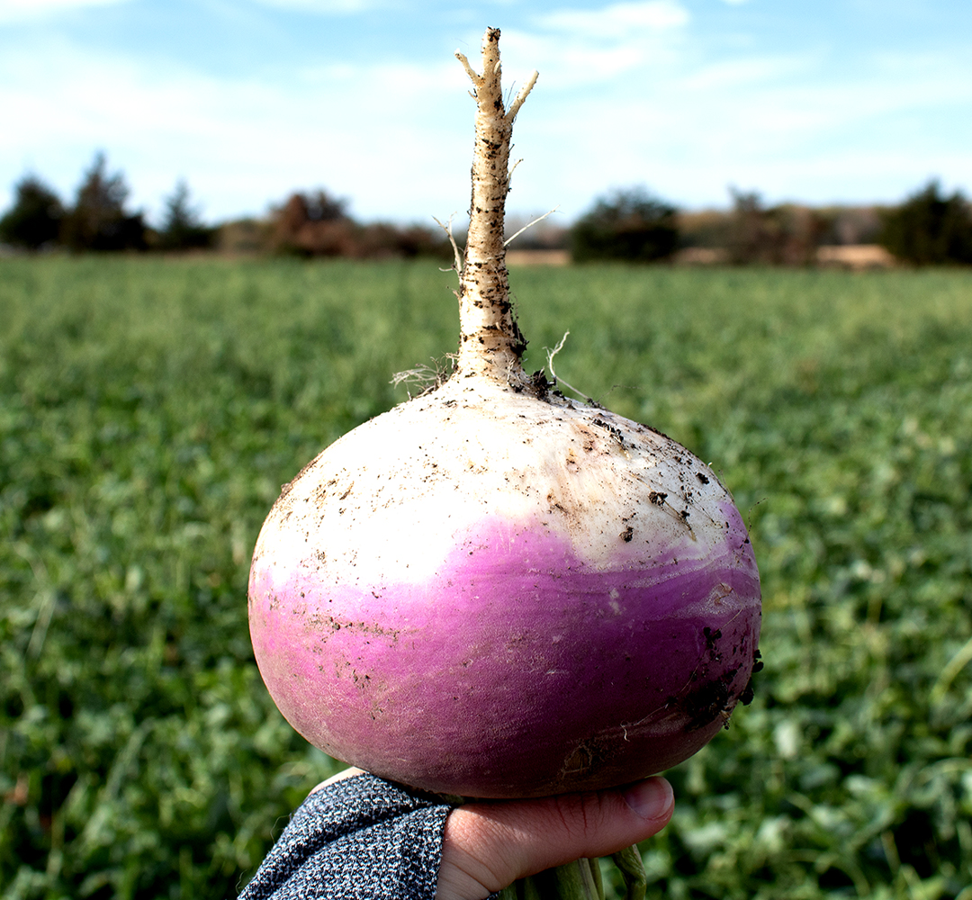 Turnips Plot