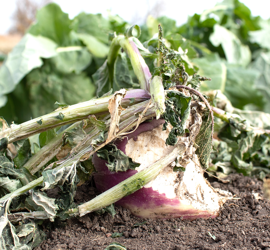 Turnips Plot