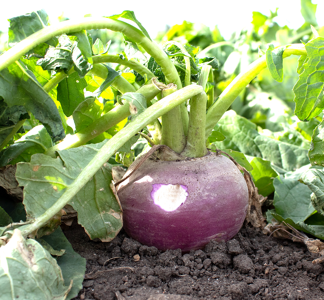 Turnips Plot