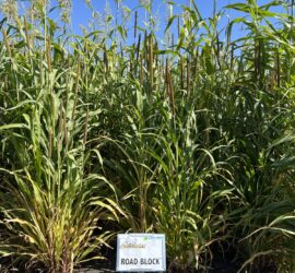 CRUSH Road Block food plot