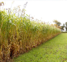 Road Block Food Plot