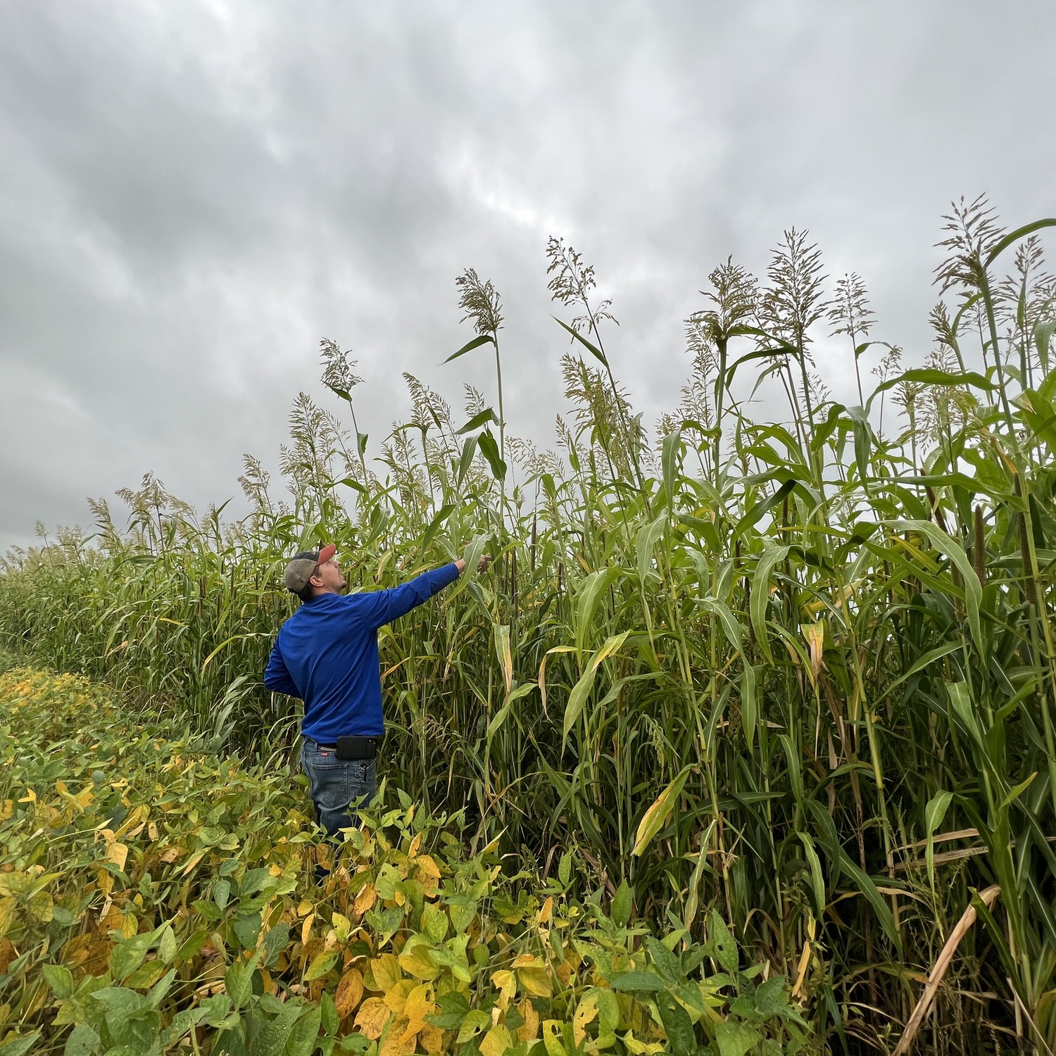 Man checking food plot planted with CRUSH Road Block