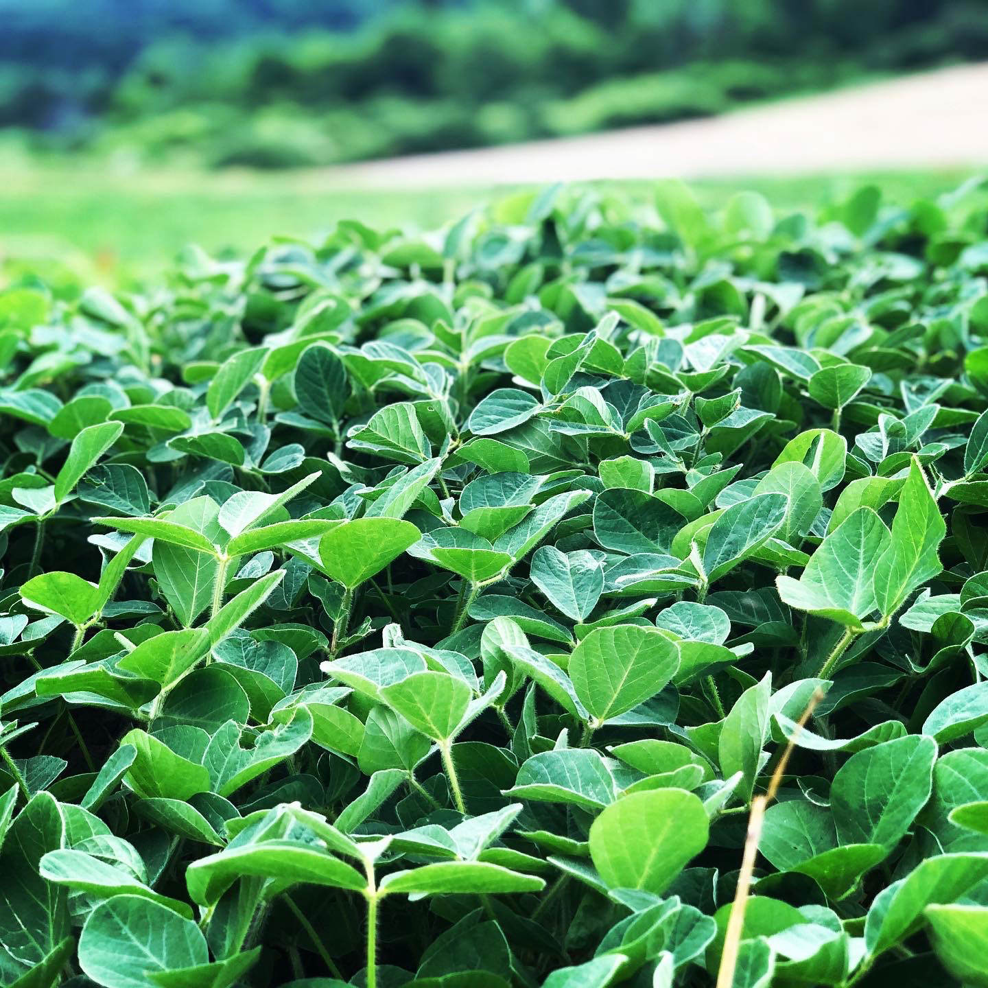 Close view of leafy yield of food plot planted with CRUSH Pro Bean Blend