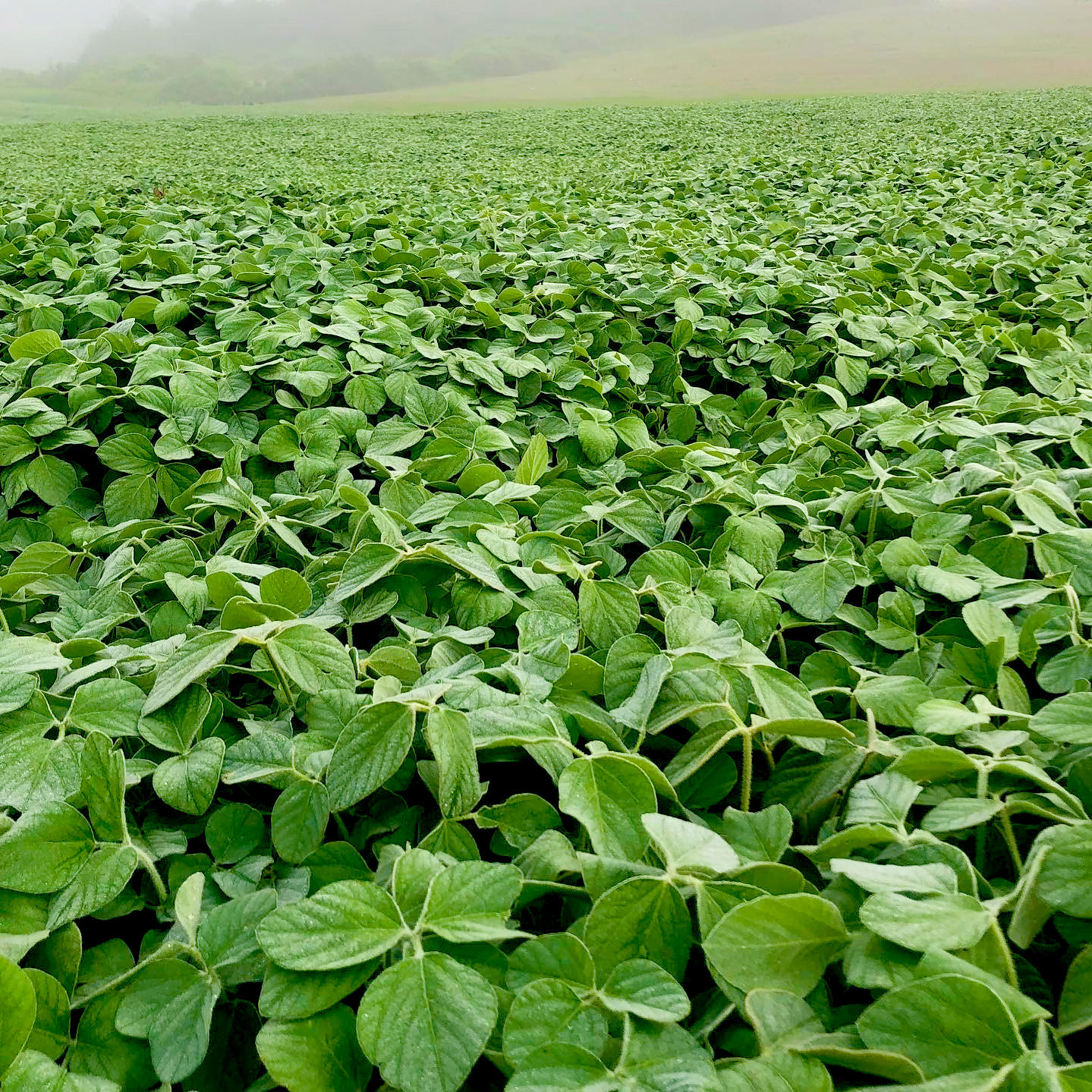 Wider view of food plot planted with CRUSH Pro Bean Blend