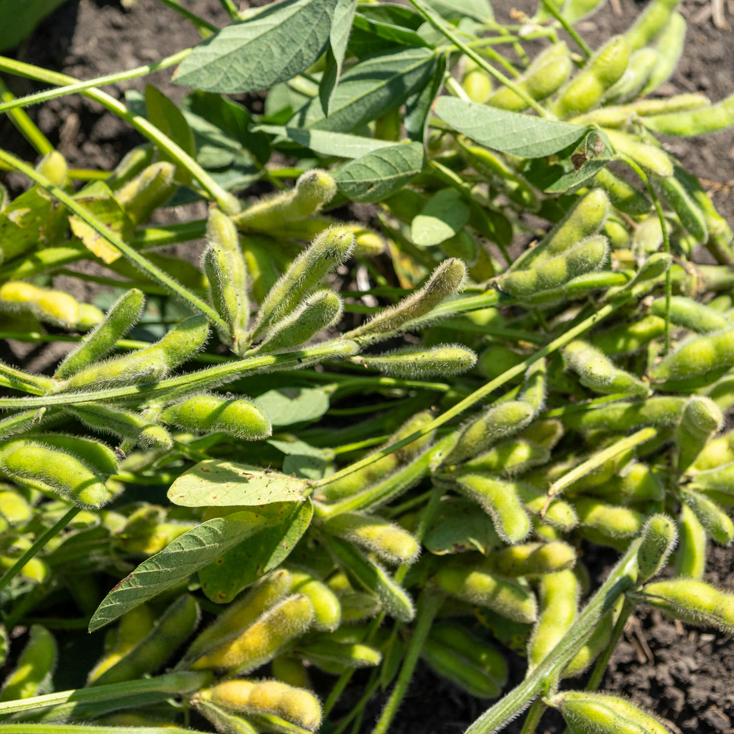 View of pods yielded from the CRUSH Pro Bean Blend