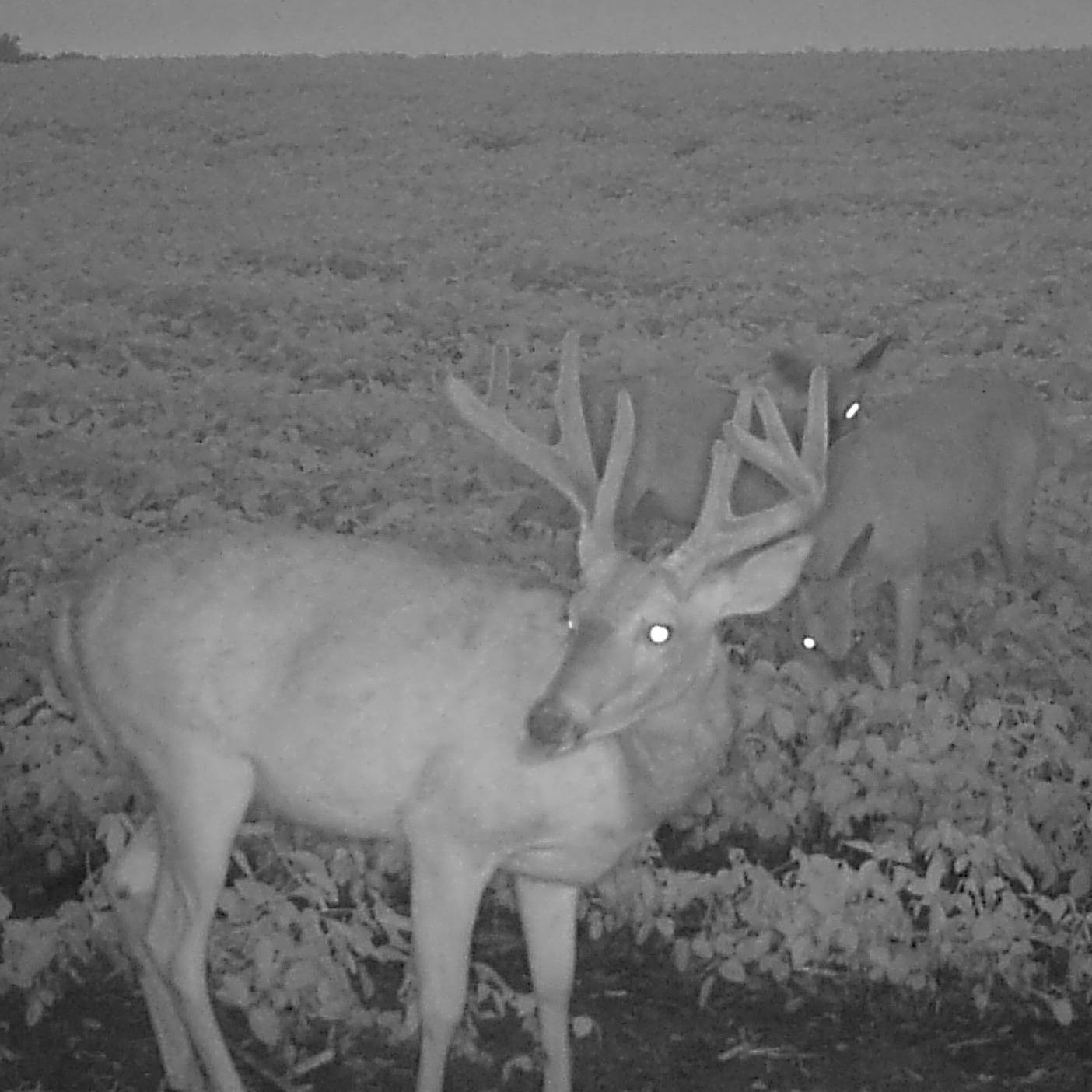 Trail camera photo of several deer grazing on a food plot planted with the CRUSH Pro Bean Blend