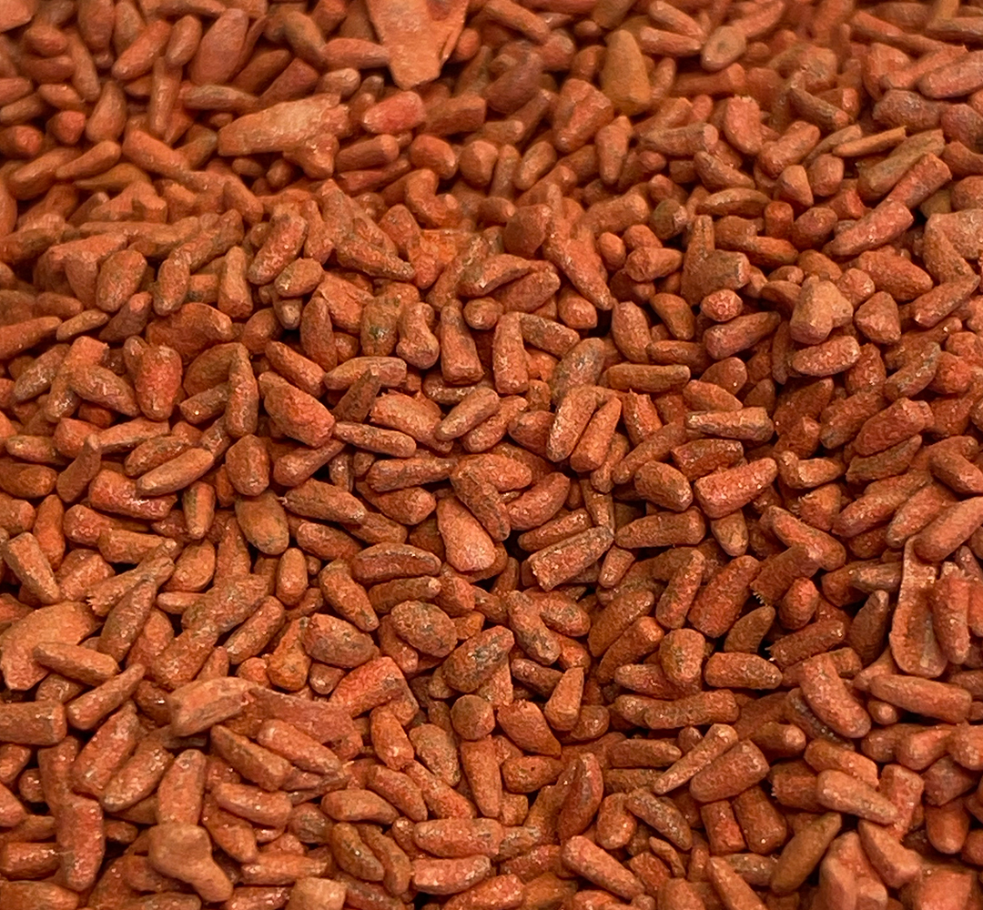 Chicory Seeds