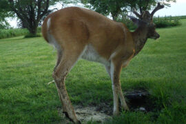 Trail camera photo of a deer whose legs and body are being attacked by insects