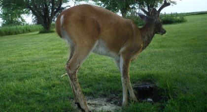 Trail camera photo of a deer whose legs and body are being attacked by insects