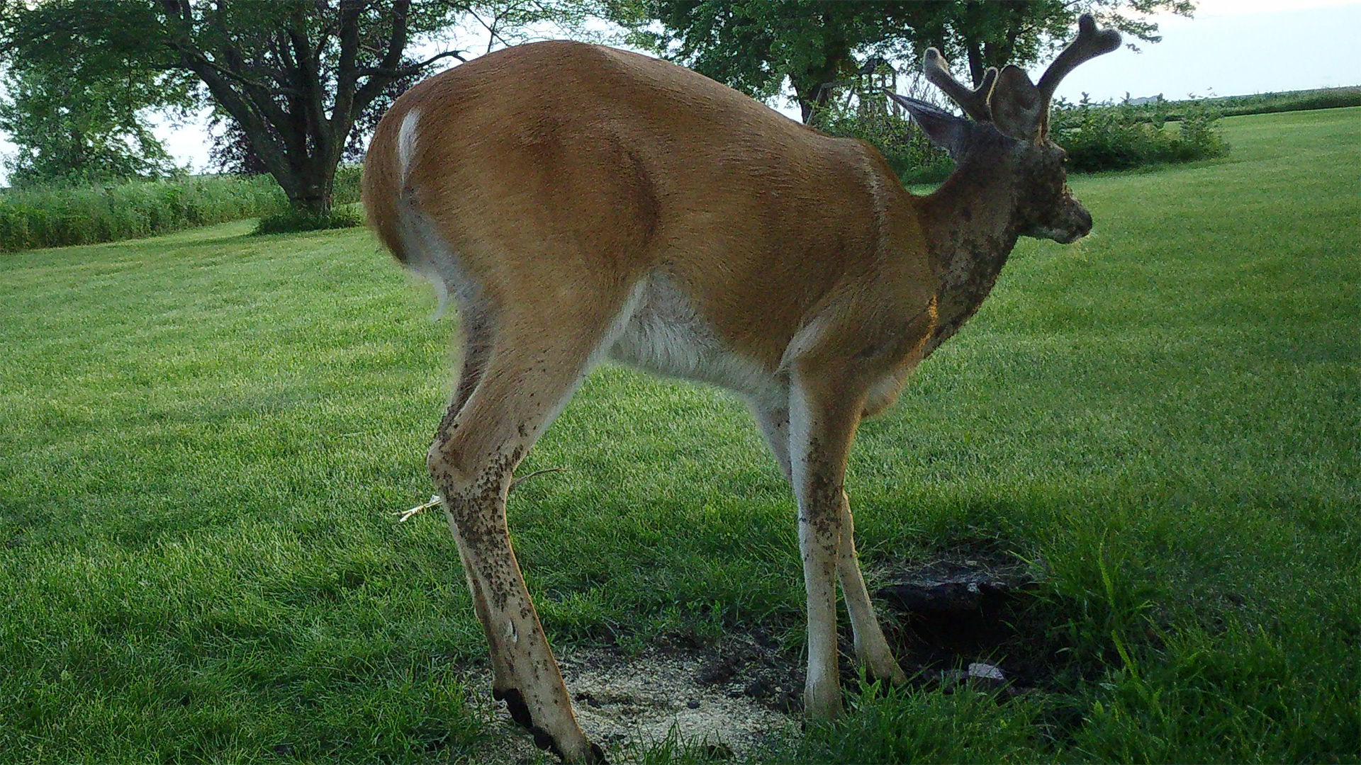 Trail camera photo of a deer whose legs and body are being attacked by insects