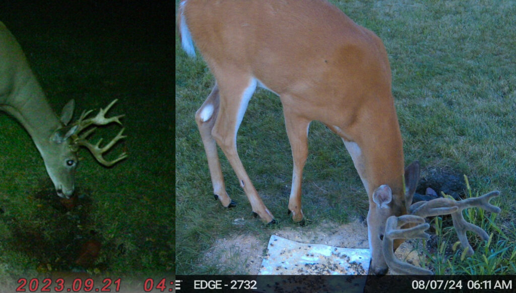 Comparative trail camera photos of a deer called "Funky" from 2023 to 2024