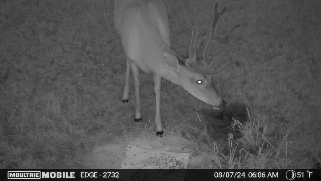 Trail camera photo of a deer feeding on Ani-Supplement GOLD