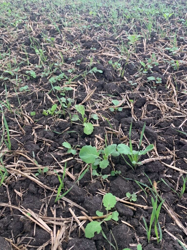 Close view of a food plot 2 weeks after planting with the Perfect 10 blend