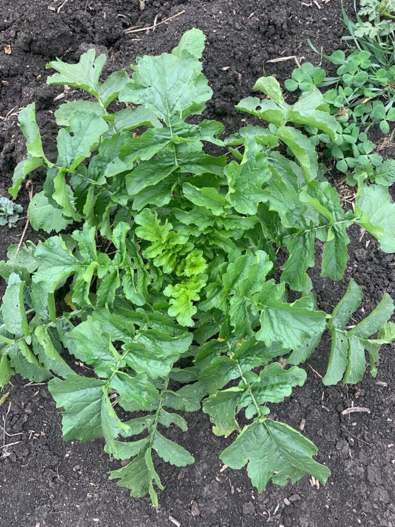 Overhead view of top growth on radishes in a food plot