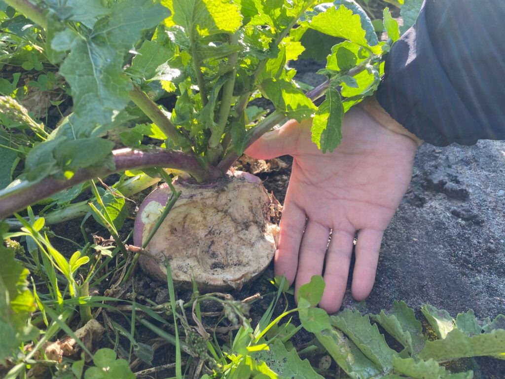 Close view of a turnip that's been partly eaten by deer