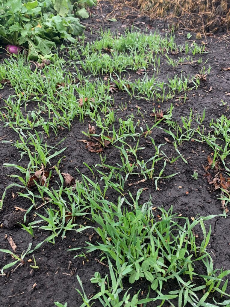 View of a late germinating food plot that was planted with Amazin' Grains