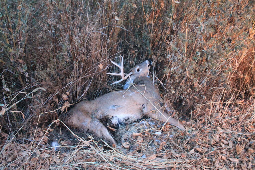 Deceased deer as a result of EHD