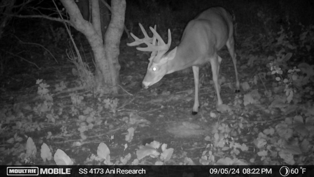 Moultrie Mobile trail camera photo showing a buck at an attractant site