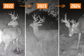 Trail camera photos of a buck over a 3-year period