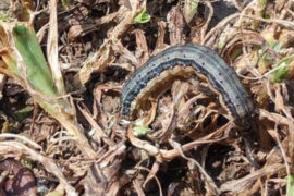 Army worm in food plot