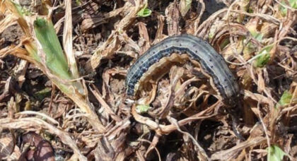 Army worm in food plot