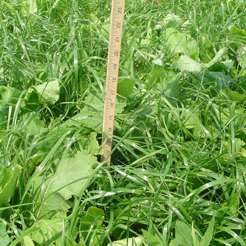 Close view of plot planted with CRUSH No Till Field Mix - ruler in plot measuring forage