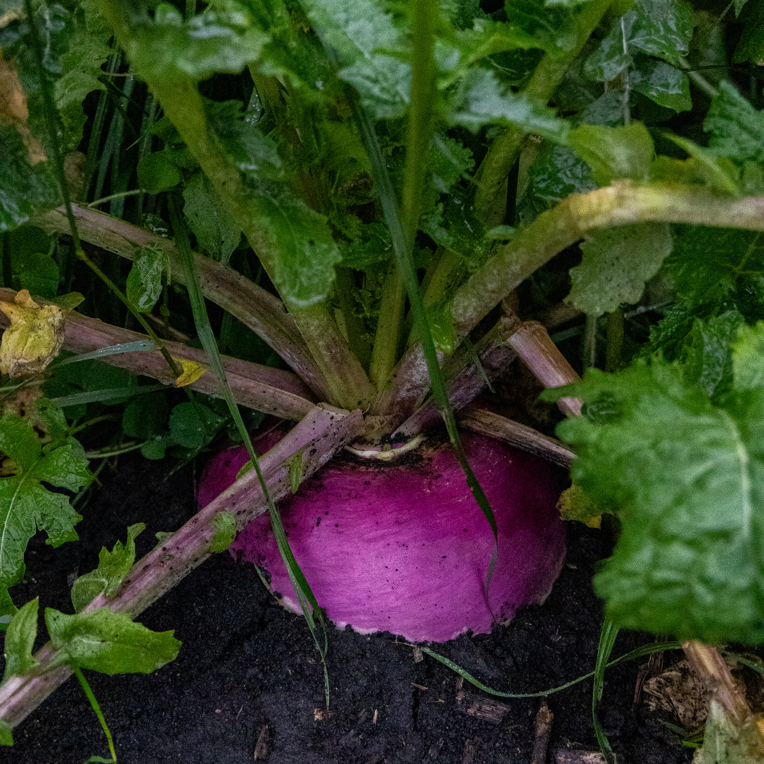 Purple top turnip as a result of CRUSH No Till Field Mix