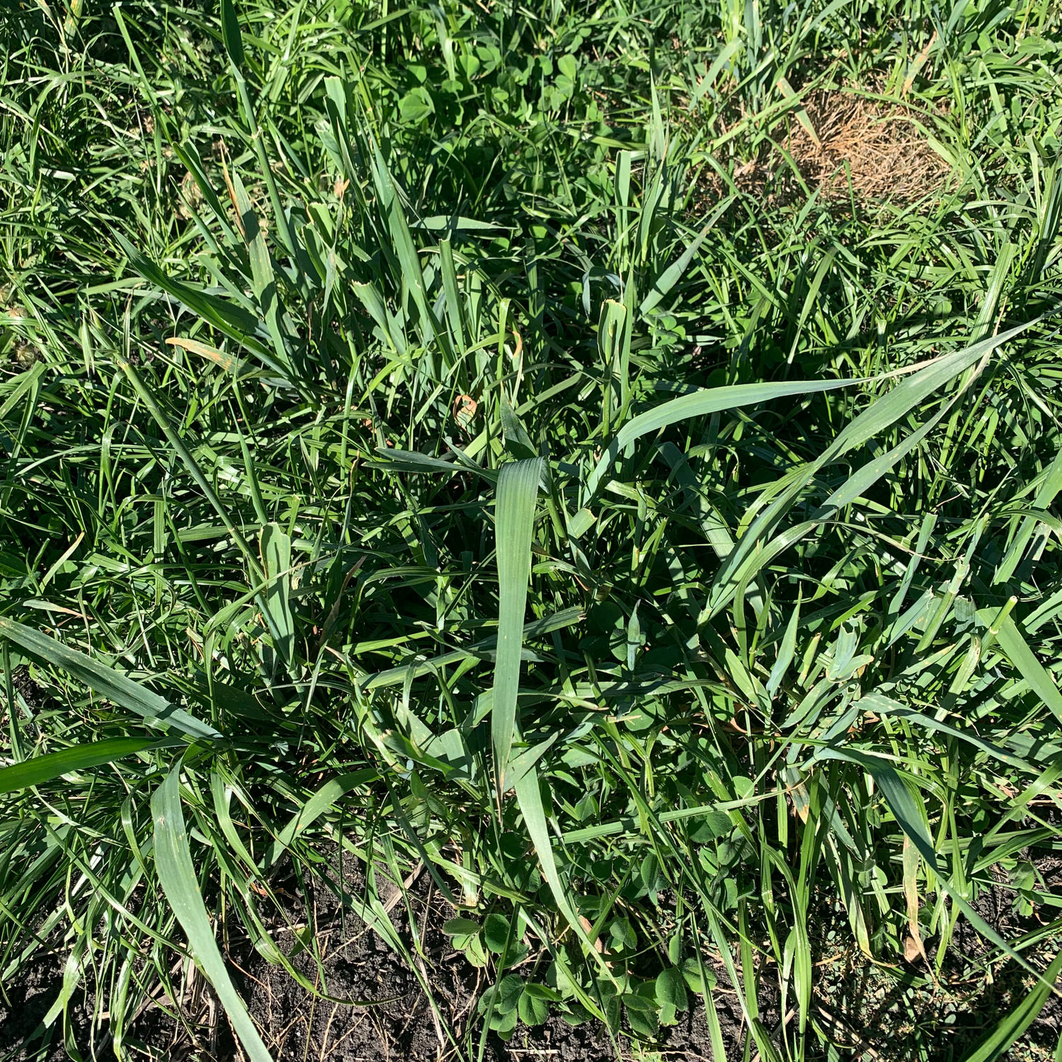 Close view of food plot planted with CRUSH No Till Field Mix