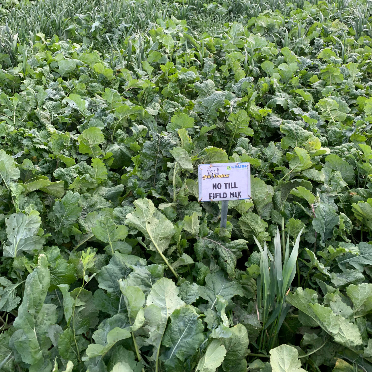 Food plot planted with CRUSH No Till Field Mix