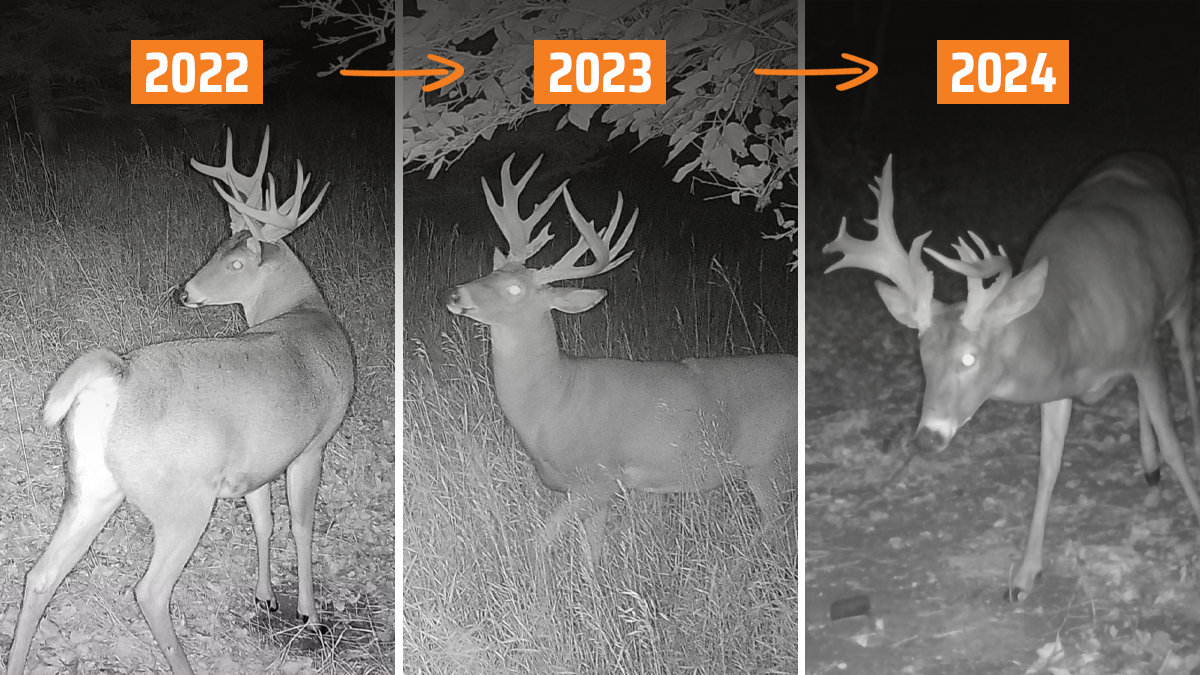 Trail camera photos of a buck over a 3-year period