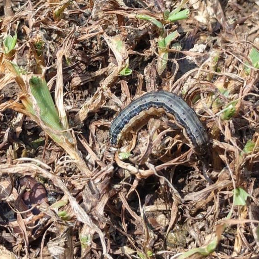 Army worm in a food plot