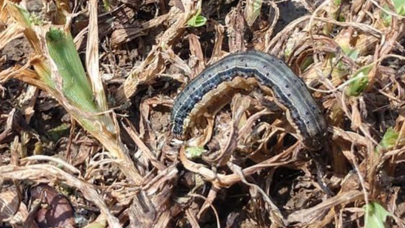 Army worm in food plot