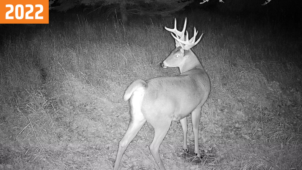 Trail camera photo of a buck called "Amazing Jimmy" in 2022