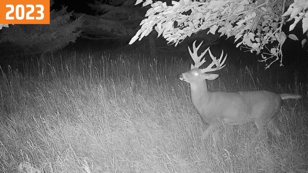 Trail camera photo of a buck called "Amazing Jimmy" in 2023