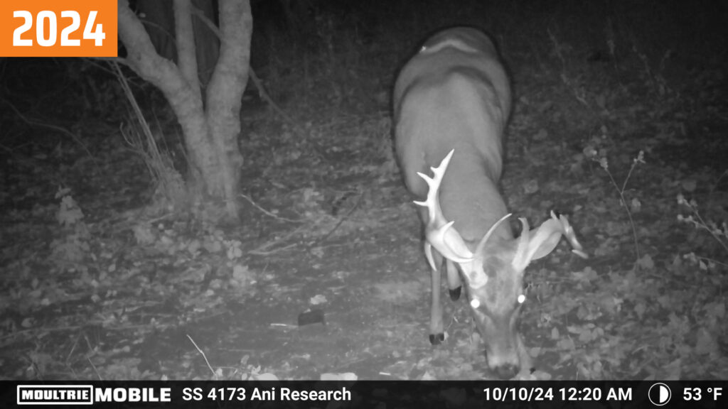 Moultrie Mobile trail camera photo of a buck called "Amazing Jimmy" from 10/10/2024