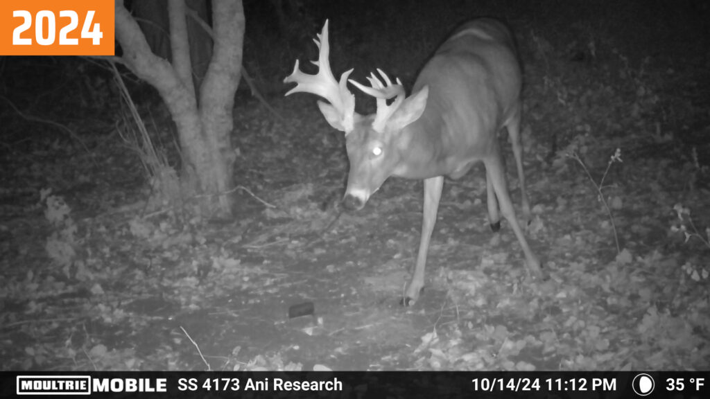 Moultrie Mobile trail camera photo of a buck called "Amazing Jimmy" from 10/14/2024