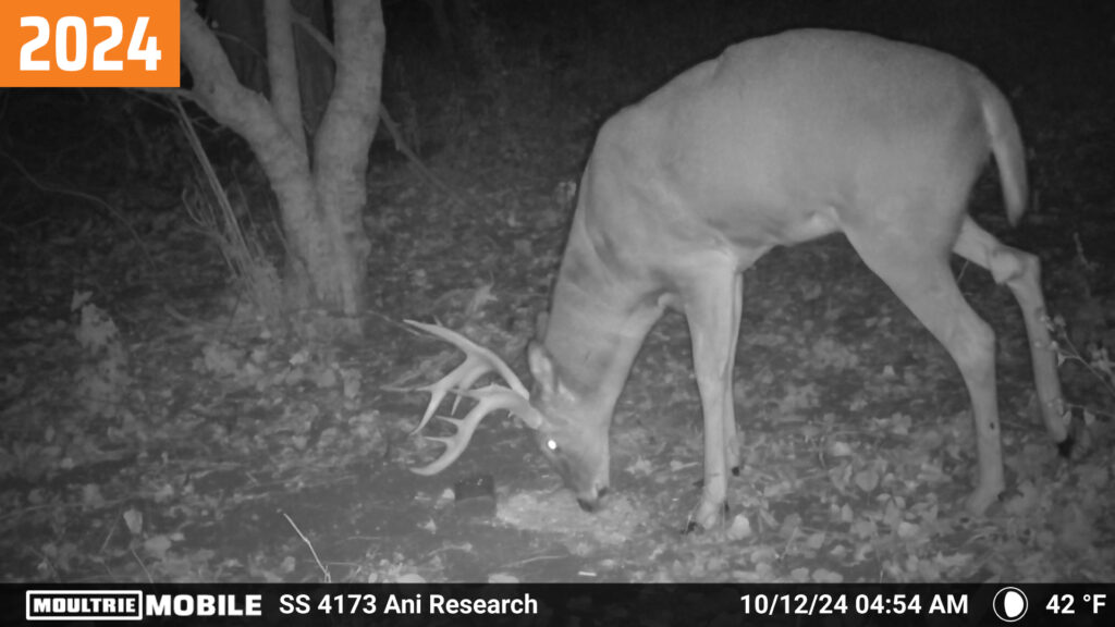 Moultrie Mobile trail camera photo of a buck called "Amazing Jimmy" from 10/12/2024