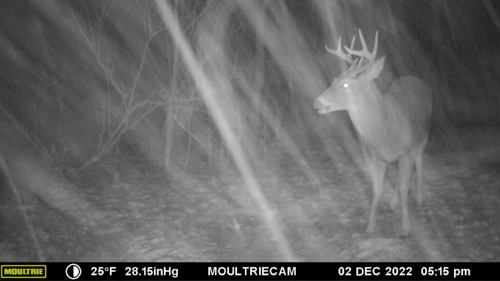 Trail camera photo of Bogtrotter buck in December 2022