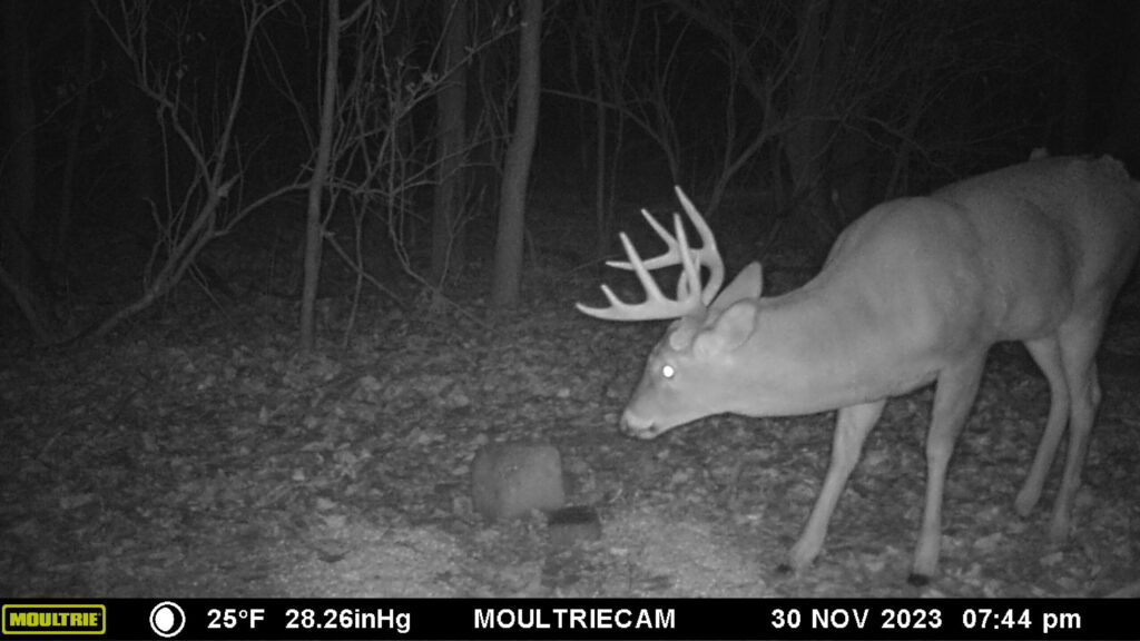 Trail camera photo of Bogtrotter buck from November 2023