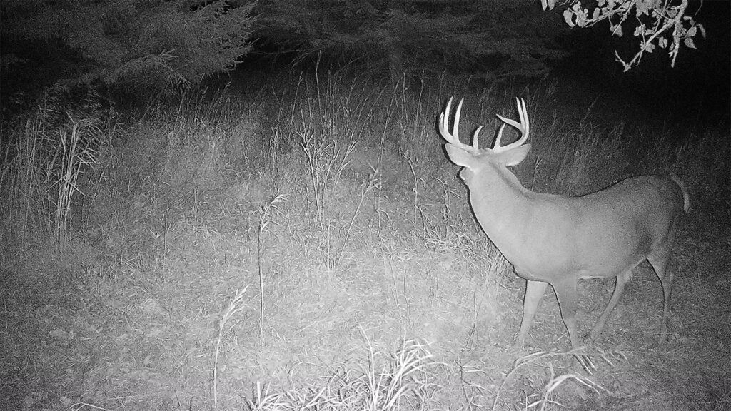 Trail camera photo of Bogtrotter buck from late October 2024