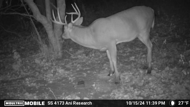 Trail camera photo of Bogtrotter buck from October 2024