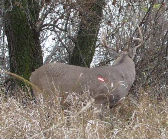 Photo from before impact on Bogtrotter buck