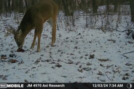 Trail camera photo of a buck eating from a protein block in the snow