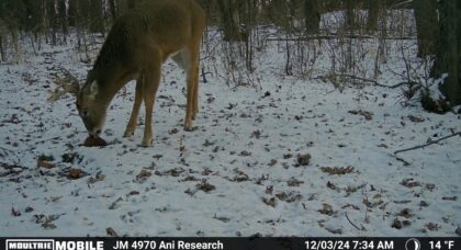 Trail camera photo of a buck eating from a protein block in the snow