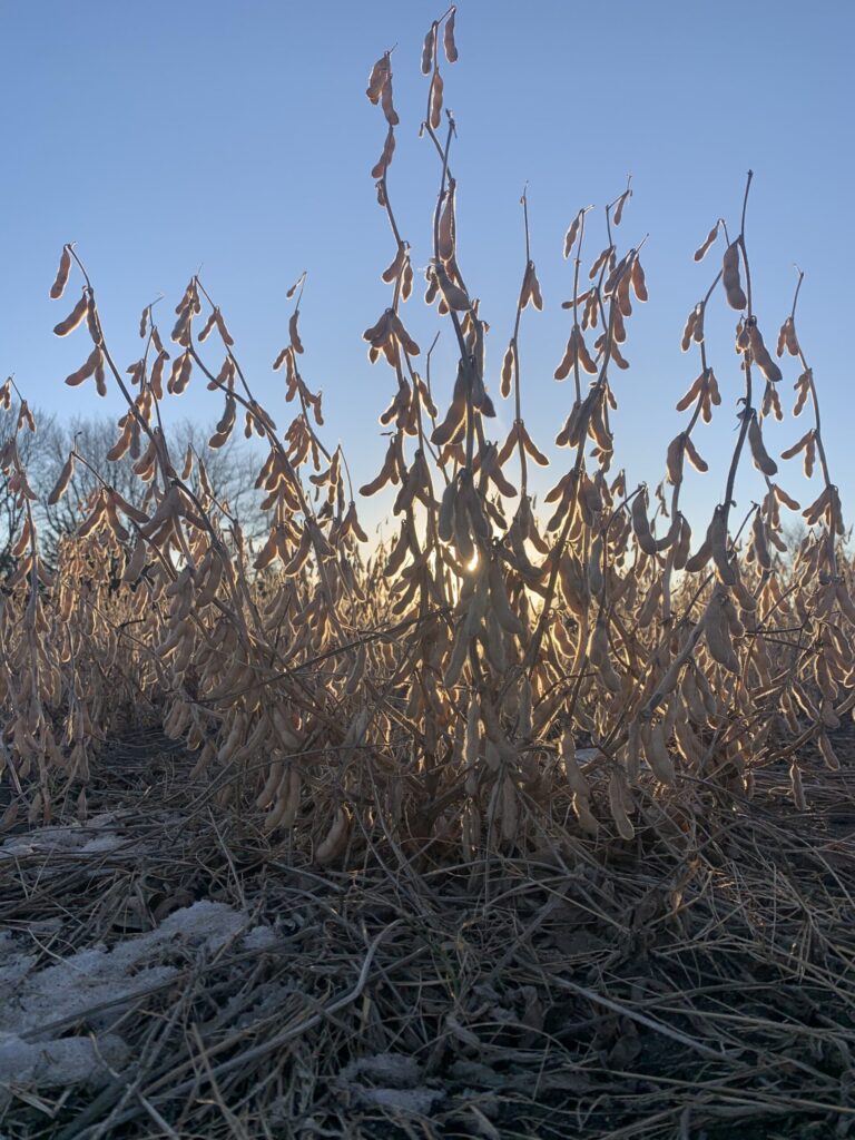 Soybean Plot