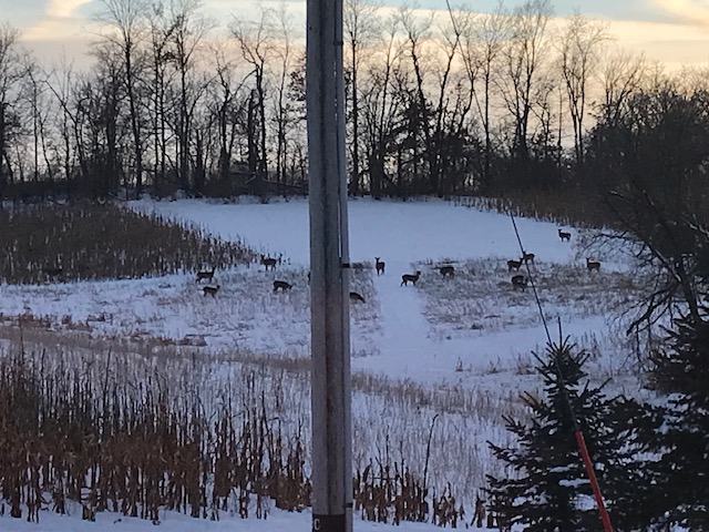 Deer in a Pro Bean Blend food plot on Luke Onstad's property